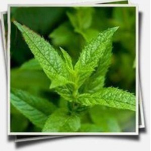 PEPPERMINT-OIL-50%-for-foods-and-beverages